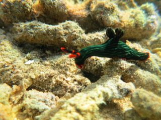 Nudibranquio en el mar