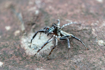 Swift's Ant Hunter, Omoedus swiftorum, a salticidae jumping spider hunting on a rock in Queensland, Australia