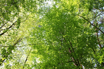 Słońce w gałęziach drzew pokrytych zielonymi, wiosennymi liśćmi - obrazy, fototapety, plakaty