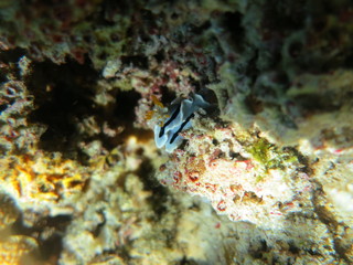 Fototapeta na wymiar Nudibranquio en el mar
