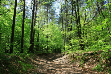 Ścieżka prowadząca przez wiosenny, zielony las - obrazy, fototapety, plakaty
