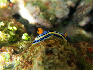 Nudibranquio en el mar
