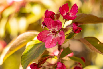 Apple tree in bloom, bright pink flowers, bokeh, sunny day.