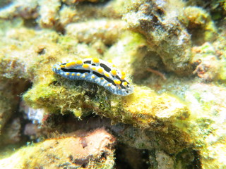 Nudibranquio en el mar