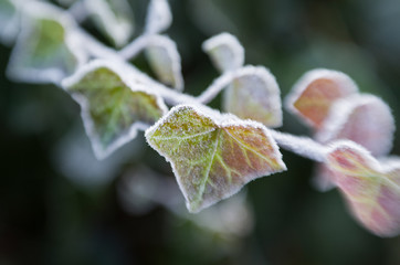 Detail of frozen ivy leaves in nature