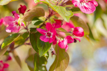 Apple tree in bloom, bright pink flowers, bokeh, sunny day.