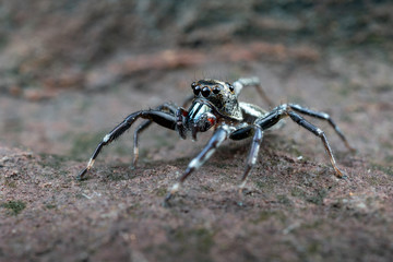 Swift's Ant Hunter, Omoedus swiftorum, a salticidae jumping spider hunting on a rock in Queensland, Australia