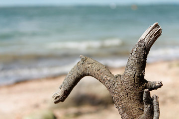 Fototapeta premium Drift wood on the beach