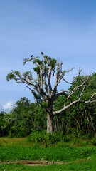 Panama