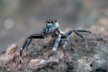 Swift's Ant Hunter, Omoedus swiftorum, a salticidae jumping spider hunting on a rock in Queensland, Australia