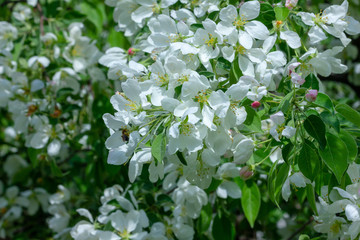 white flowers of a tree in spring