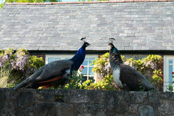 Peacocks around farm buildings