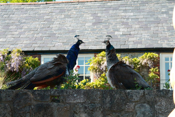 Peacocks around farm buildings