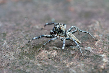 Swift's Ant Hunter, Omoedus swiftorum, a salticidae jumping spider hunting on a rock in Queensland,...