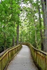 Raised wooden path / walkway in the green forest, Everglades, Florida, USA