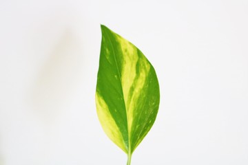 葉　ポトス　緑　観葉植物　屋内　