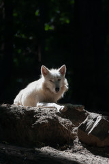 Obraz premium White Wolf lies on dark forest clearing. Nature and fairy tale concept.