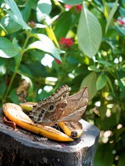 Two butterflies on the bananas on the tree trunk, green plants and flowers in the background 