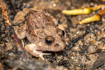 Naklejka premium Platyplectrum ornatum, the ornate burrowing frog, in Queensland, Australia