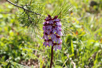 Wild orchids bloom in spring in Germany
