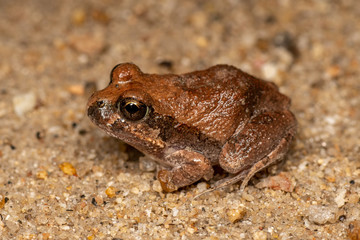 Platyplectrum ornatum, the ornate burrowing frog, in Queensland, Australia