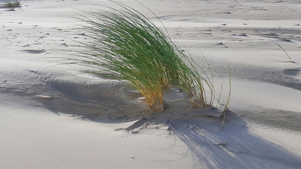 grass in the dunes