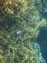 Pez le&oacute;n nadando en Bunaken