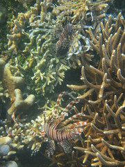 Pez león nadando en Bunaken