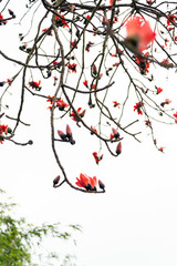 Red Silk Cotton Tree - The Latin name is Bombax Ceiba