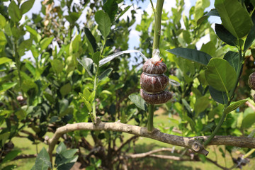 Grafting lemon tree branch