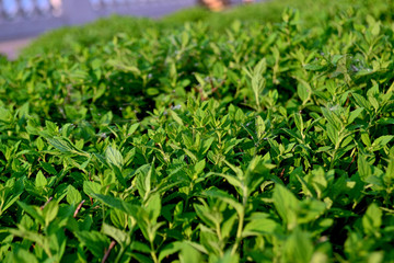 Fototapeta premium green grass with cobwebs close-up. Copy space