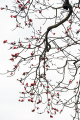 Red Silk Cotton Tree - The Latin name is Bombax Ceiba
