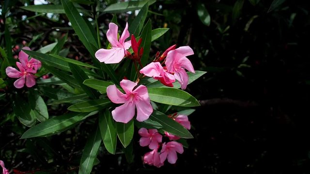 Oleander flowers are beautiful but are poison.