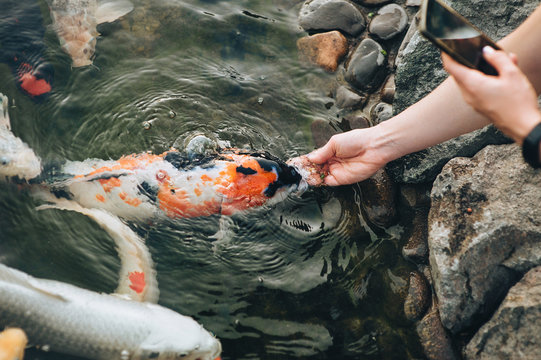 Feeding the hungry calm decorative Koi carps in the pond. Women's hand hold fish food. Animal care concept. Close up.