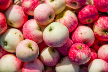 background a bunch of ripe apples