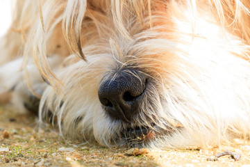 a puppy with long yellow hair lying