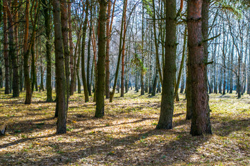 Весенний лес