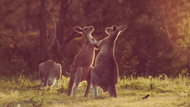 Kangaroo fight