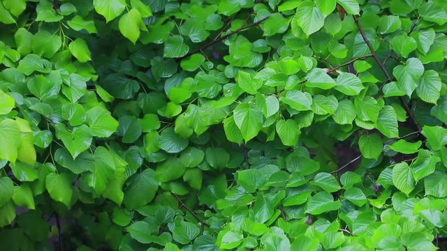 urginea maritima flover
