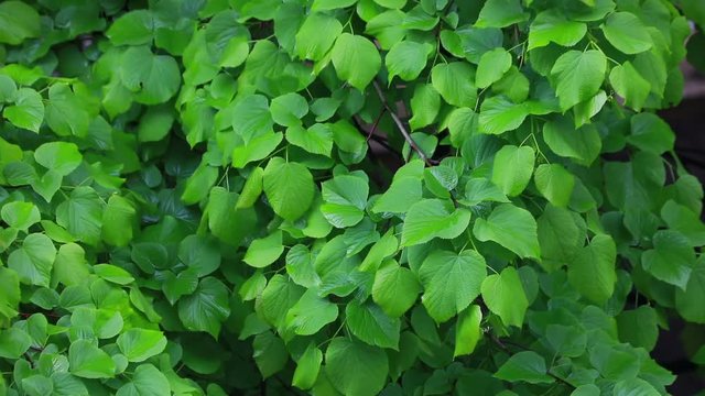 urginea maritima flover