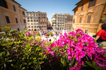 Italian streets. Old specific buildings under the sunlight. Pretty rosy flowers