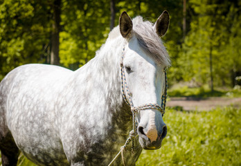 portrait of grey draft horse in summer