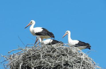 white stork in the nest