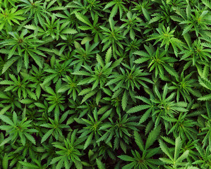Naklejka na ściany i meble Background of young shoots of marijuana. Growing organic cannabis on the farm. Wallpaper of marijuana.