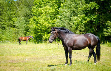 Obraz na płótnie Canvas black horse with white spot on forehead in summer