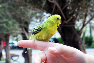Budgerigar sits on a finger The parrot is brightly yellow-colored. Beautiful, pet wavy parrot.
