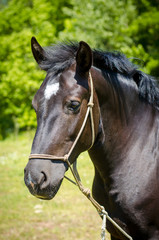Fototapeta premium black horse with white spot on forehead