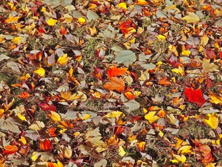 colorful red maple leaves in a fountain