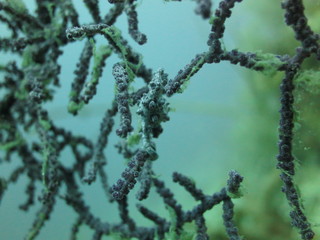 Caballito de mar pigmeo en coral