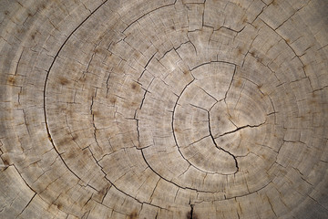 Naklejka premium An aged wood slice with circle and crack